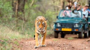 Ranthambore Same Day Tour