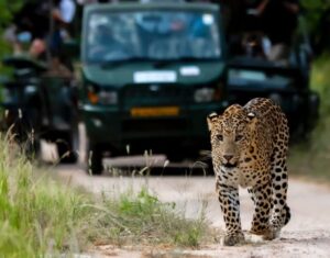 Best Jhalana Leopard Safari Tour from Jaipur