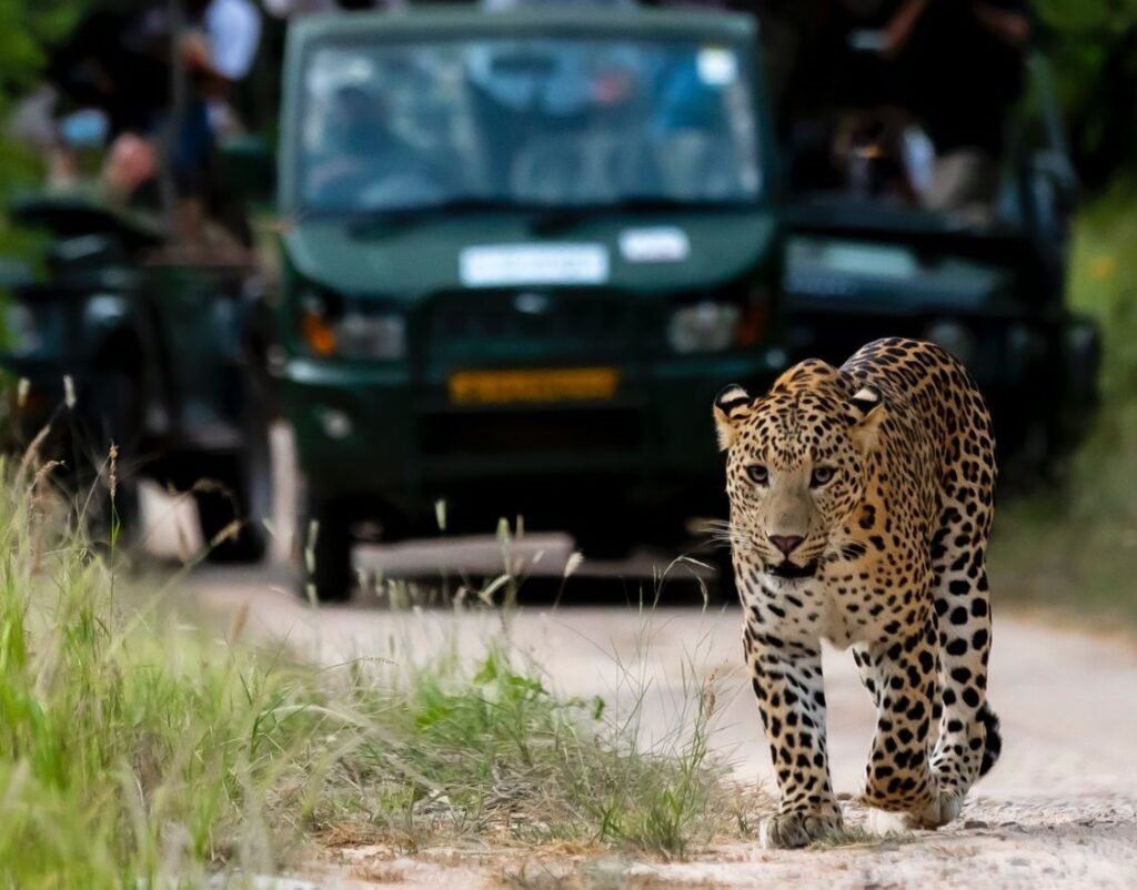 Best Jhalana Leopard Safari Tour from Jaipur