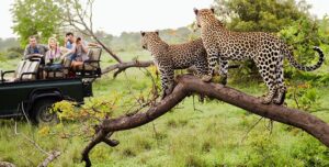 Jhalana Leopard Safari Morning Tour