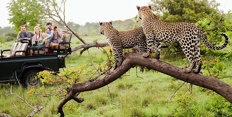 Jhalana Leopard Safari Morning Tour