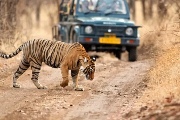 Ranthambore Safari Day Trip