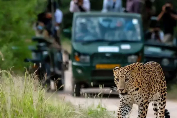 Jhalana Leopard Safari Tour from Jaipur