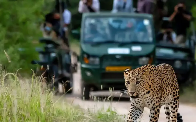 Jhalana Leopard Safari Tour from Jaipur